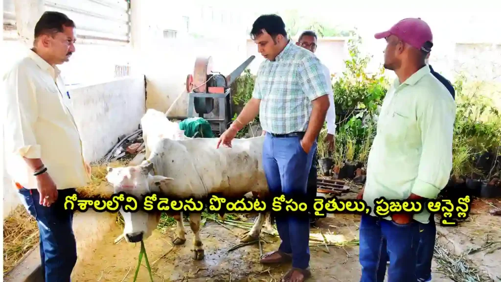 vemulawada goshala