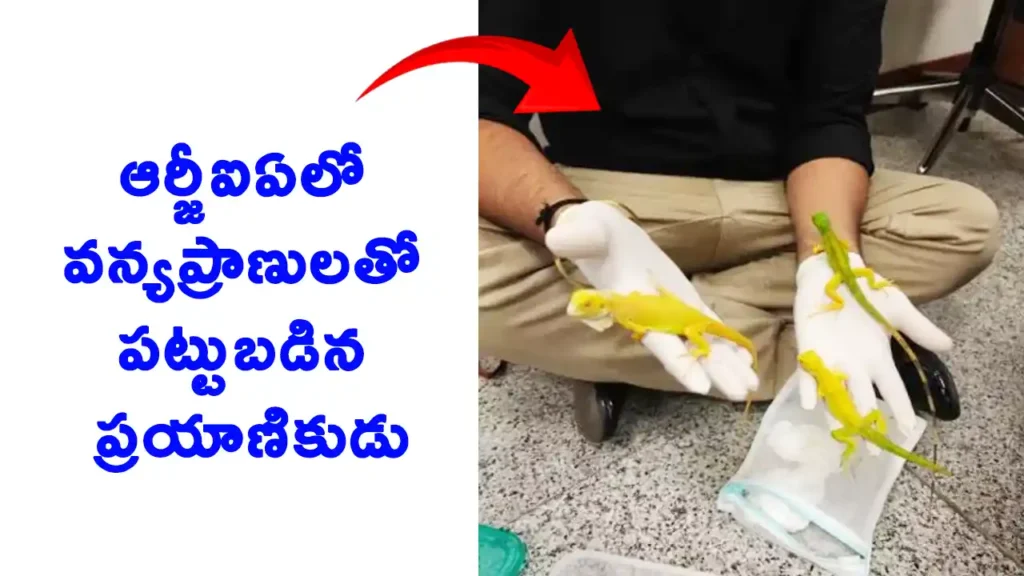Passenger Possessing Wildlife Species Held at RGIA Hyderabad